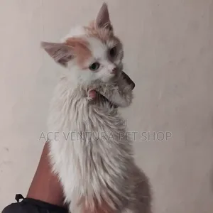 1-3 months Male Purebred American Curl