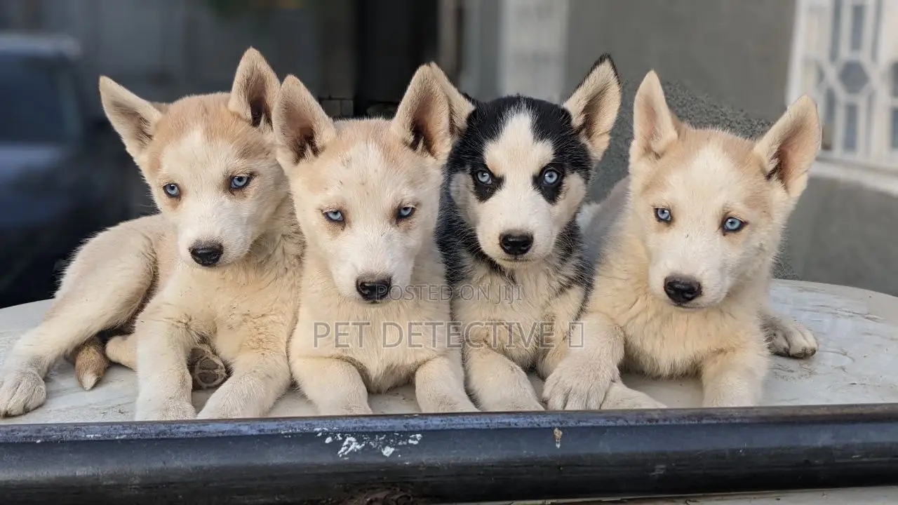 1-3 months Male Purebred Siberian Husky