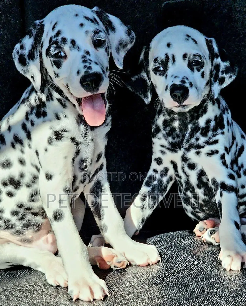 1-3 months Male Purebred Dalmatian
