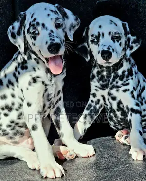 1-3 months Male Purebred Dalmatian