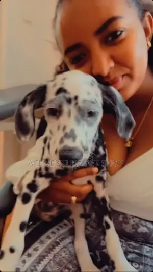 1-3 months Male Purebred Dalmatian