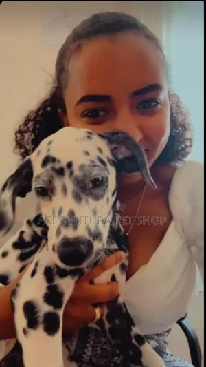 1-3 months Male Purebred Dalmatian