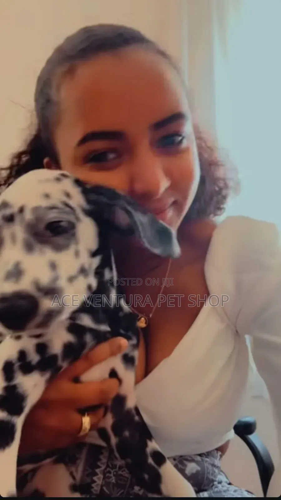 1-3 months Male Purebred Dalmatian
