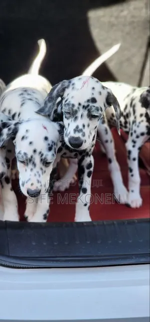 1-3 months Male Purebred Dalmatian