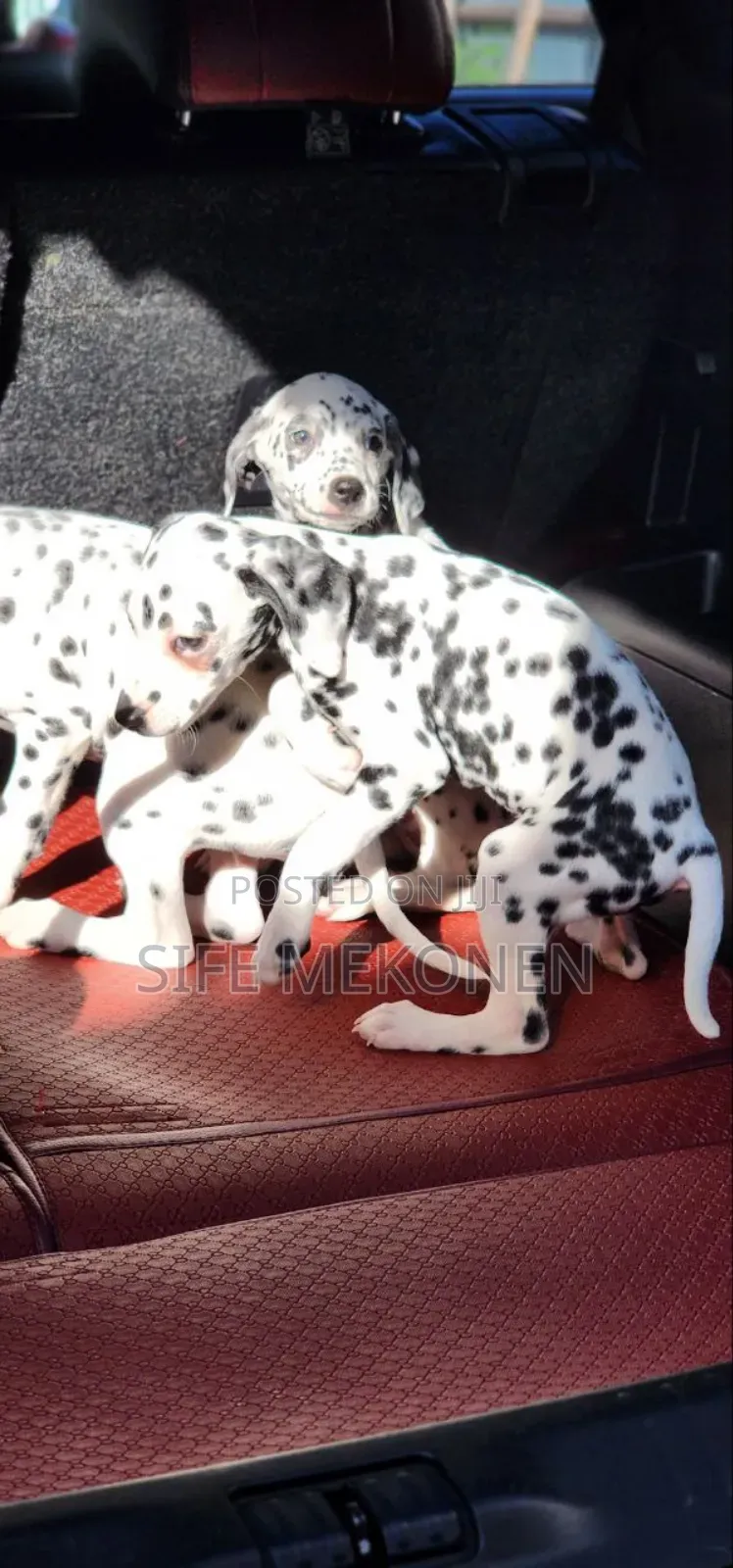 1-3 months Male Purebred Dalmatian