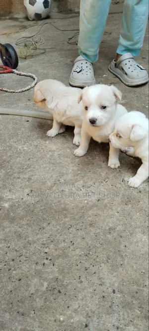 1-3 months Male Purebred Maltese