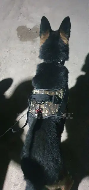 Full Body Dog Harness With Free Delivery