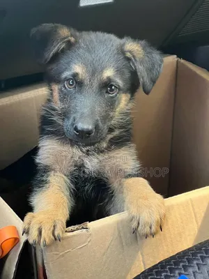 1-3 months Male Purebred German Shepherd