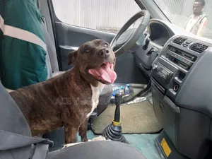 1-3 months Male Purebred American Pit Bull Terrier