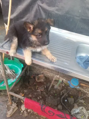 1-3 months Male Purebred German Shepherd