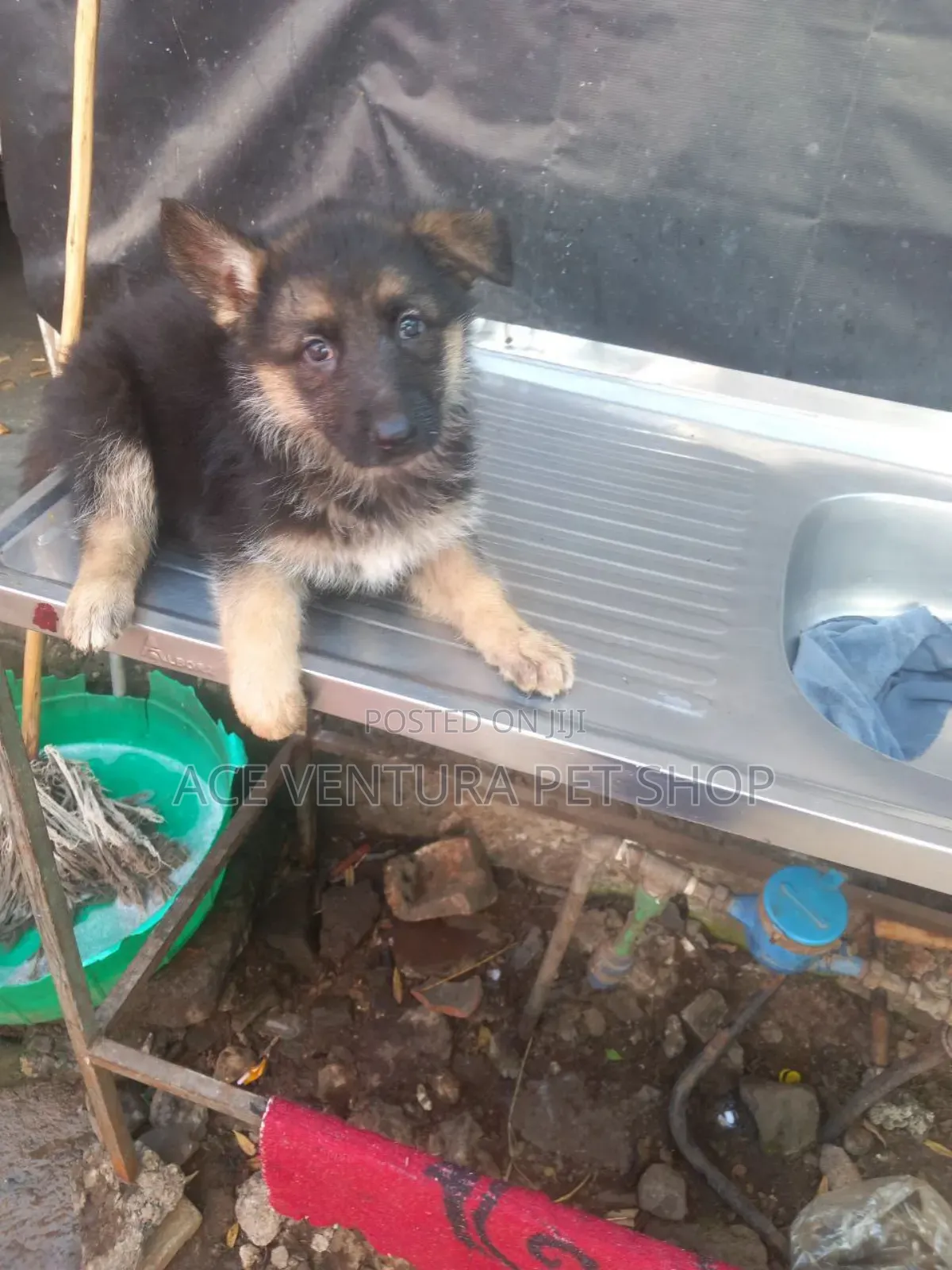 1-3 months Male Purebred German Shepherd