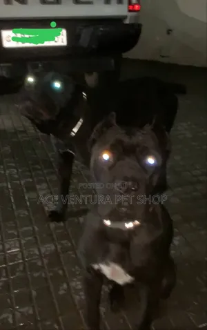 1-3 months Male Purebred Cane Corso