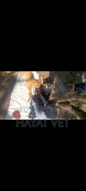 Veterinary Service