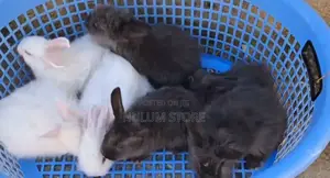 Rabbit for Home