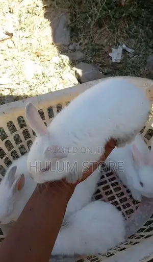 Rabbit for Kids