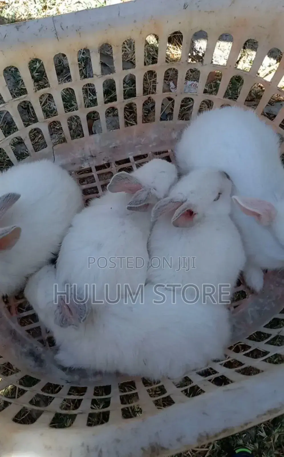 Rabbit for House