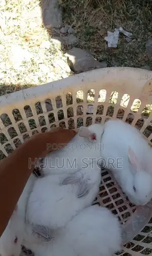 Rabbit for You