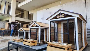 Amazing Dog House