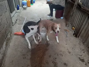 1-3 months Male Purebred American Pit Bull Terrier