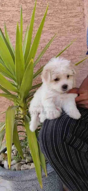 1-3 months Male Purebred Maltese