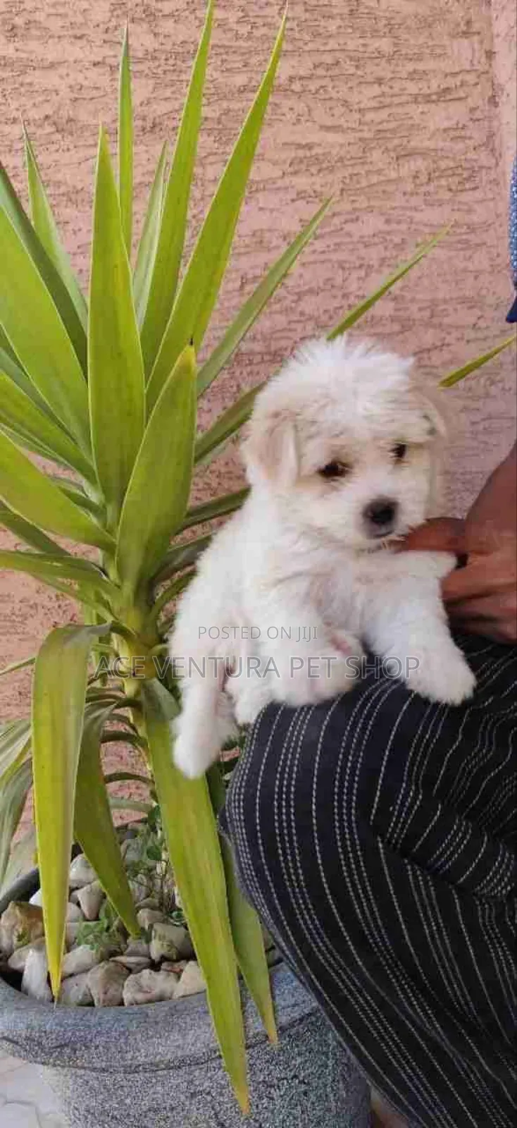 1-3 months Male Purebred Maltese