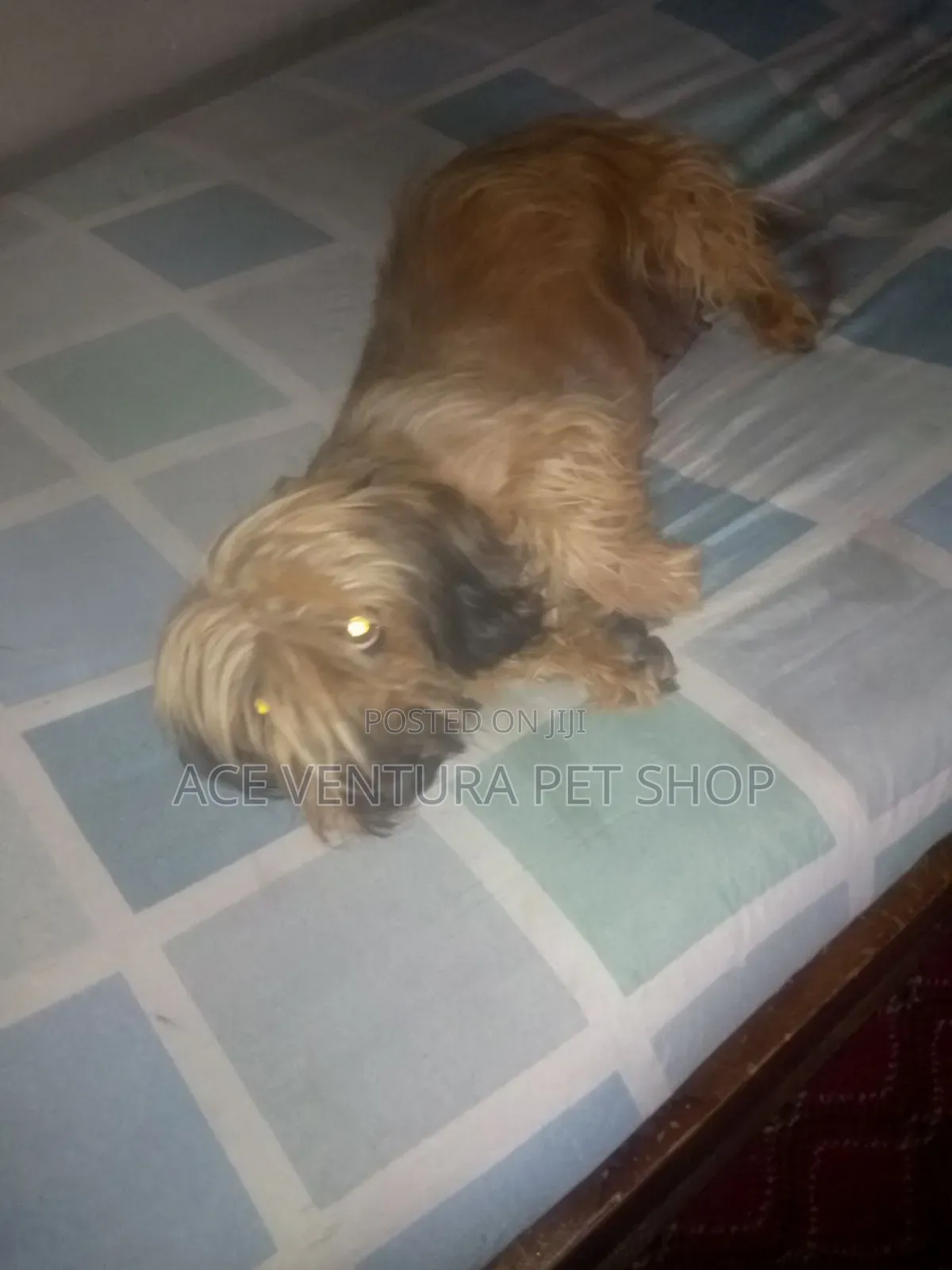 1-3 months Male Purebred Maltese