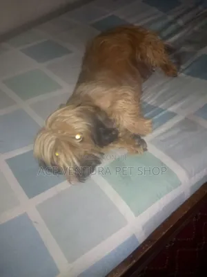 1-3 months Male Purebred Maltese