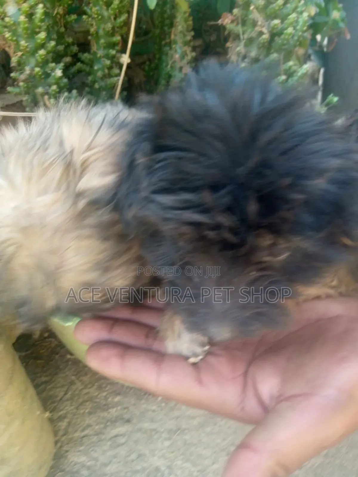 1-3 months Male Purebred Maltese