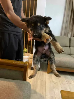 1-3 months Male Purebred German Shepherd