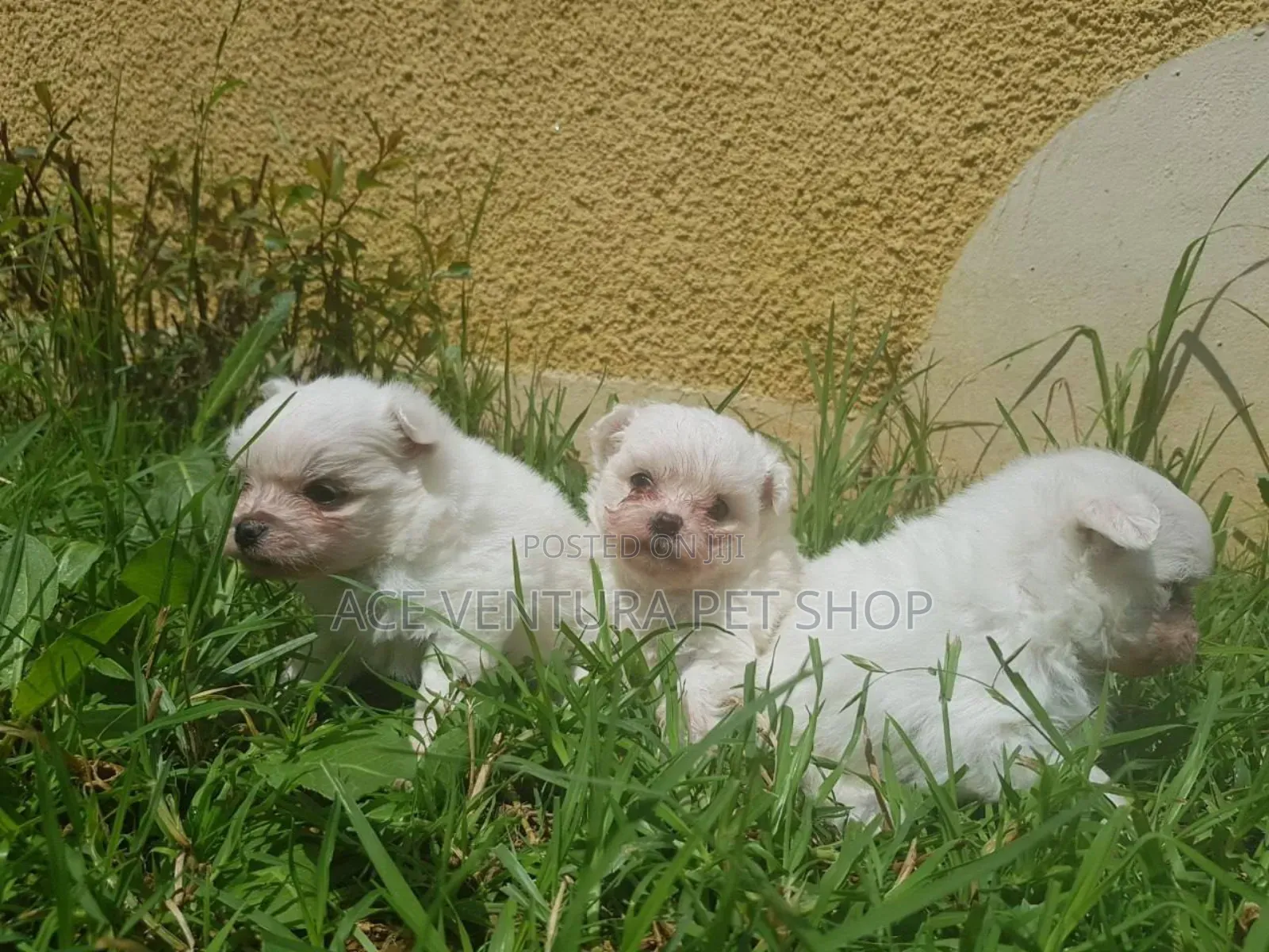 1-3 months Male Purebred Maltese