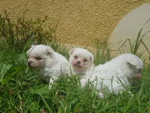 1-3 months Male Purebred Maltese