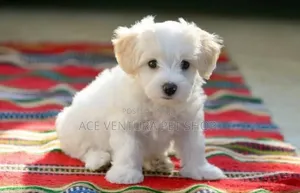 1-3 months Male Purebred Maltese