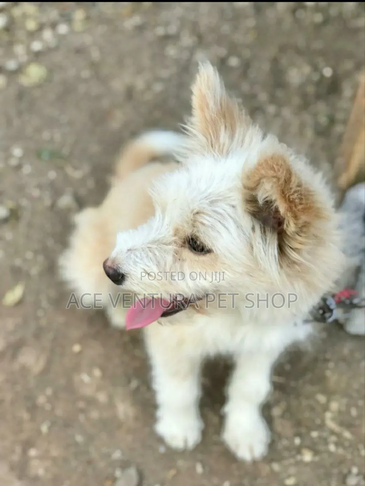 3-6 months Male Purebred Maltese