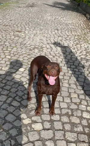 1-3 months Male Purebred Bull Terrier