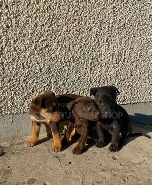 1-3 months Male Purebred American Pit Bull Terrier