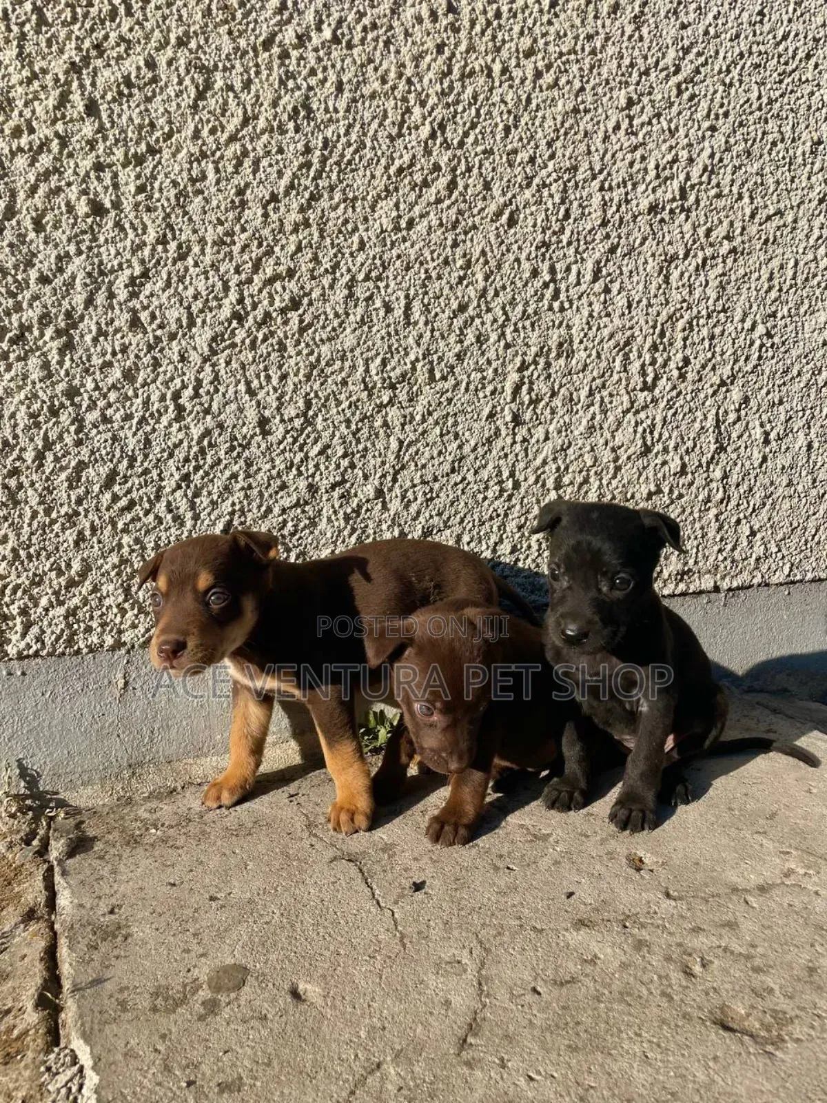 1-3 months Male Purebred American Pit Bull Terrier