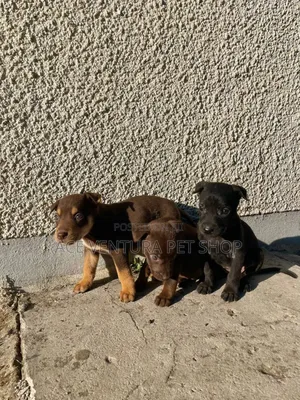 1-3 months Male Purebred American Pit Bull Terrier