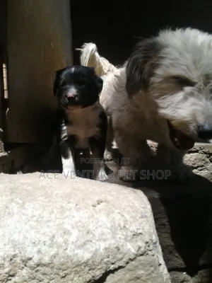 1-3 months Male Purebred Maltese
