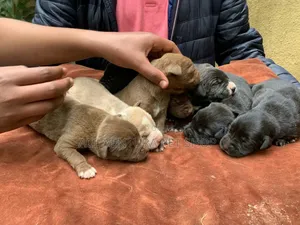 1-3 months Male Purebred American Pit Bull Terrier