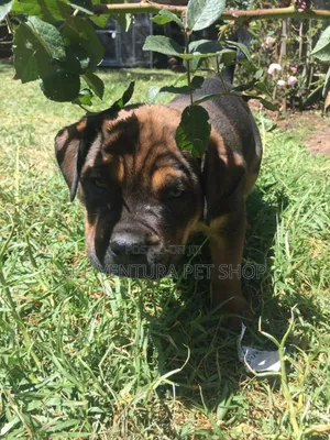 1-3 months Male Purebred Bull Terrier