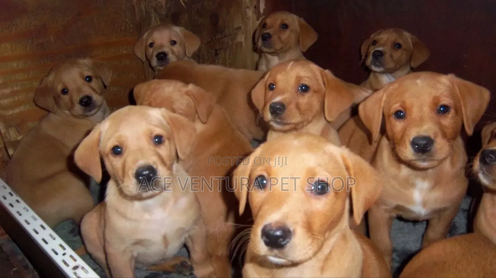 1-3 months Male Purebred American Pit Bull Terrier