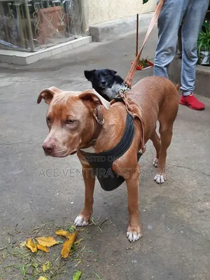 1-3 months Male Purebred American Pit Bull Terrier