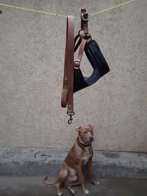 1-3 months Male Purebred American Pit Bull Terrier