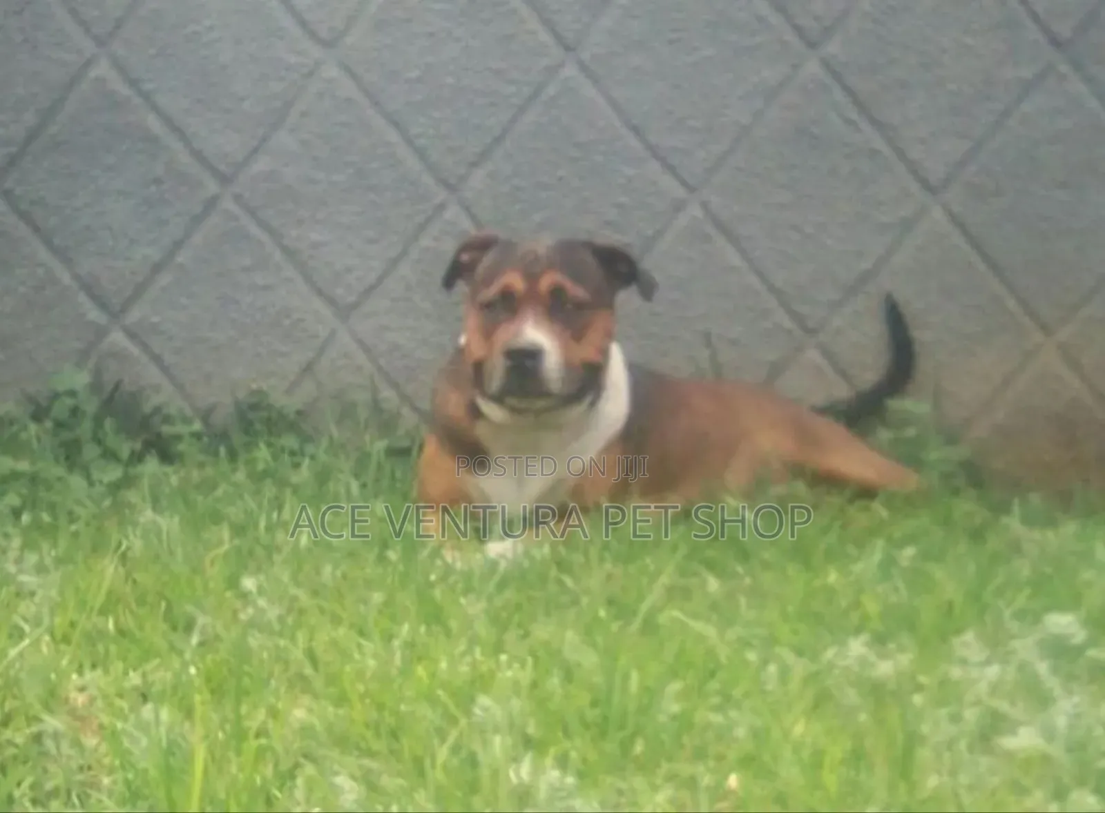 1-3 months Male Purebred American Pit Bull Terrier