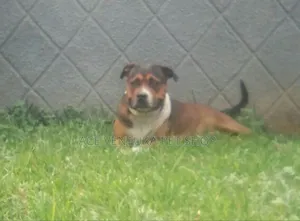 1-3 months Male Purebred American Pit Bull Terrier