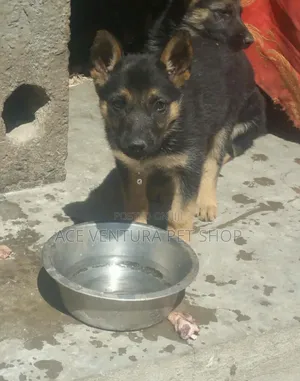 1-3 months Male Purebred German Shepherd