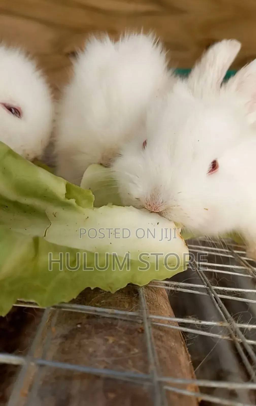 ጥንቸል Rabit