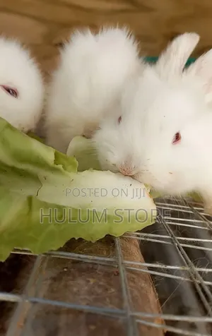 ጥንቸል Rabit