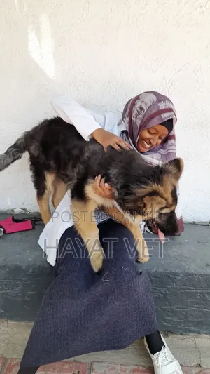 Animal Service