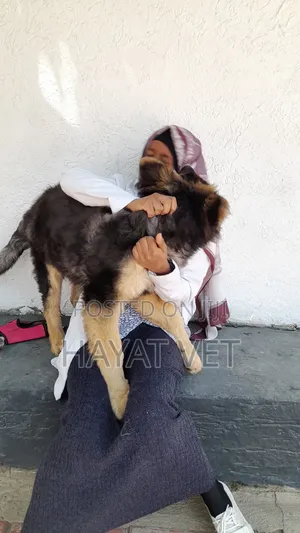 Animal Service